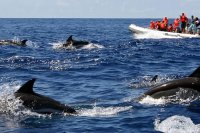 Observer les dauphins en Algarve